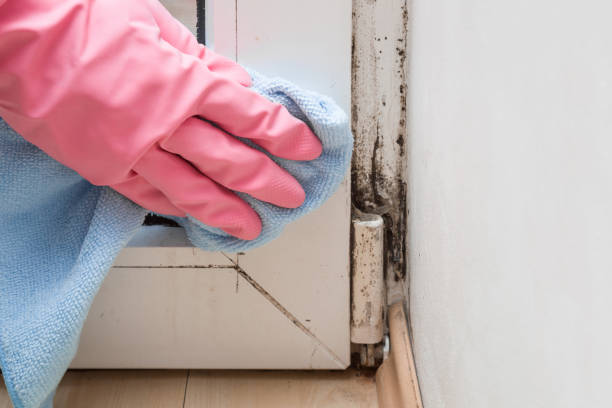 Best Mold Removal Specialists  in Oxford, NC